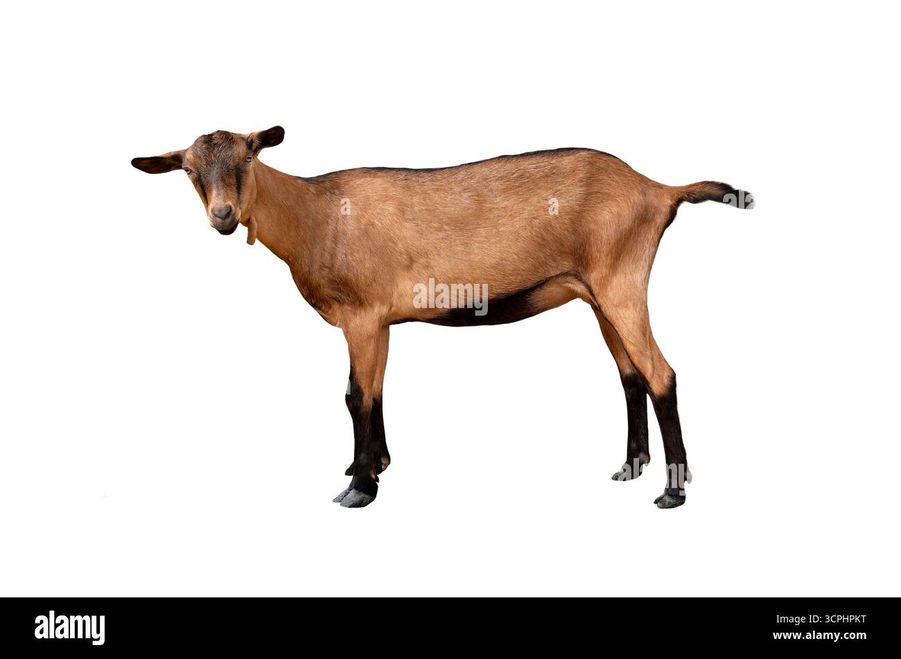 Chèvre alpine isolée sur fond blanc Banque D'Images
