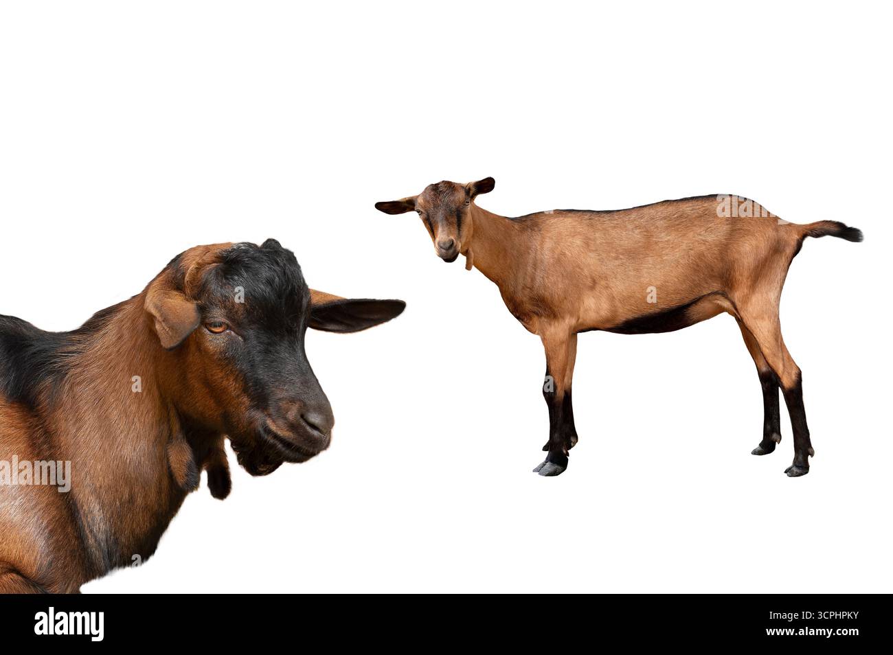 Chèvre alpine isolée sur fond blanc Banque D'Images