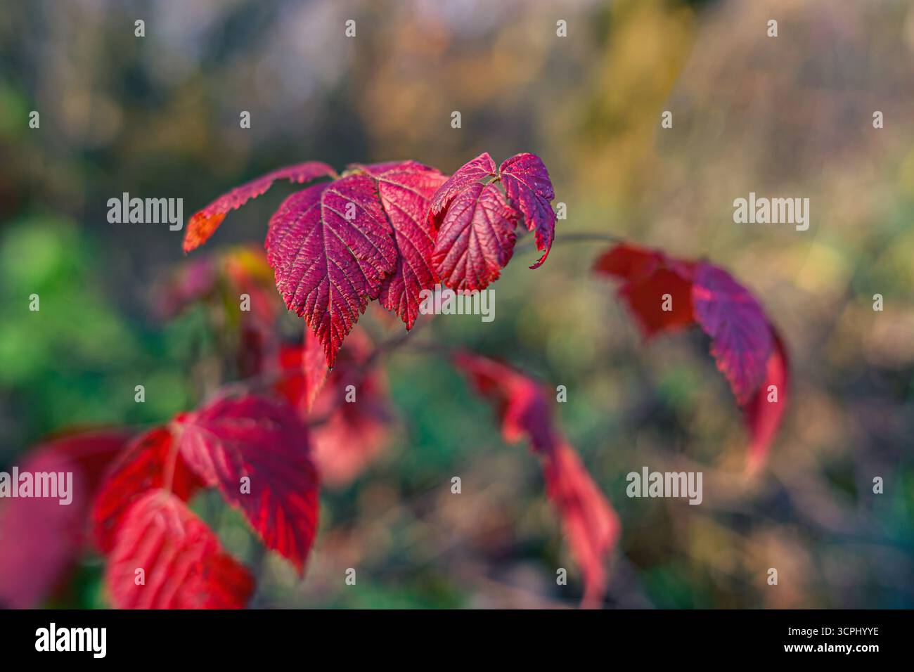 Feuilles violettes rouge vif Banque D'Images