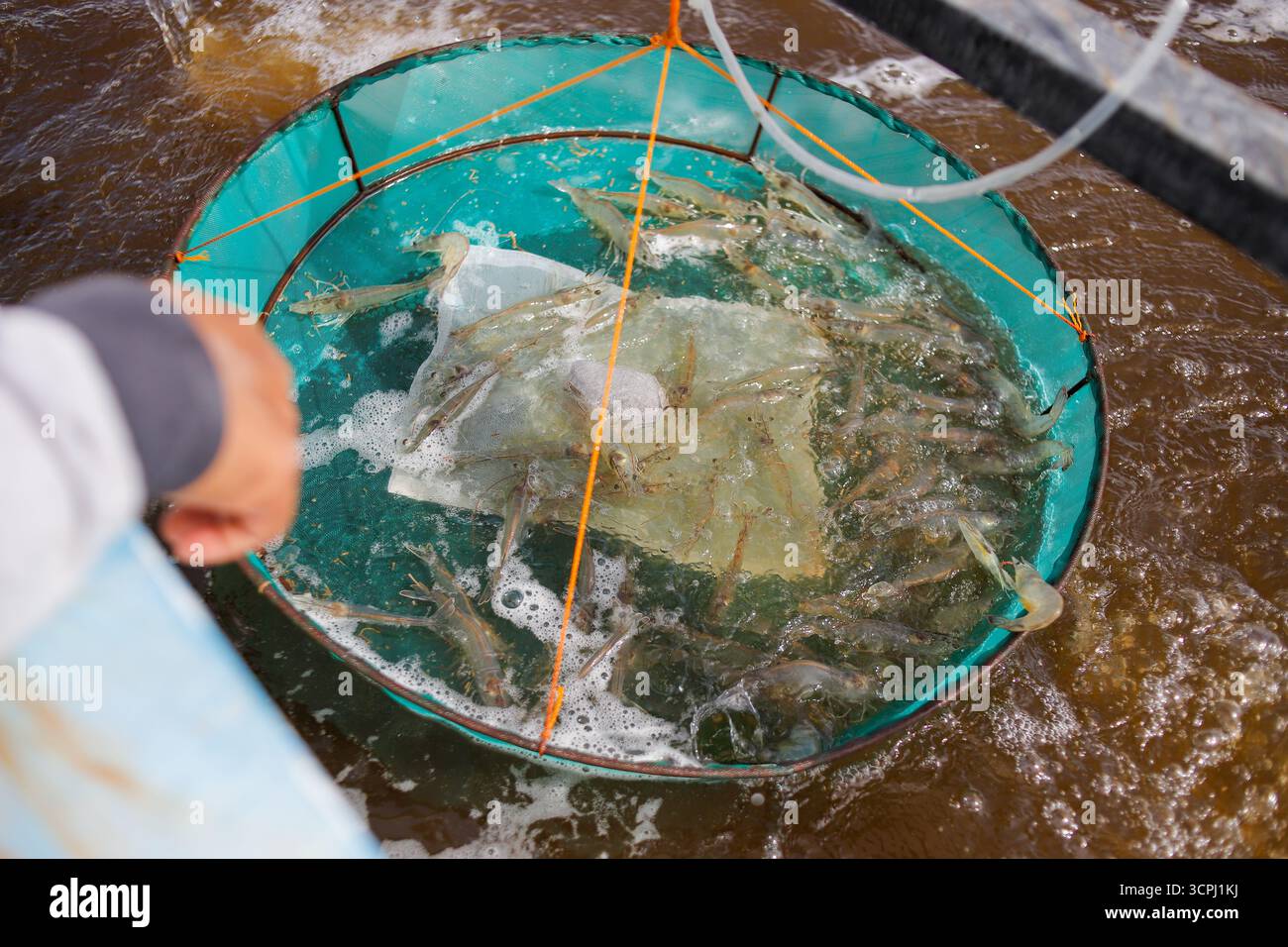 Un agriculteur inspecte la croissance des crevettes vannamei à l’aide d’un filet « anco » lors de la surveillance de routine dans un étang aquacole. Banque D'Images
