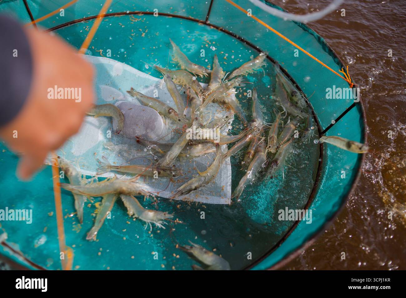 Un agriculteur inspecte la croissance des crevettes vannamei à l’aide d’un filet « anco » lors de la surveillance de routine dans un étang aquacole. Banque D'Images