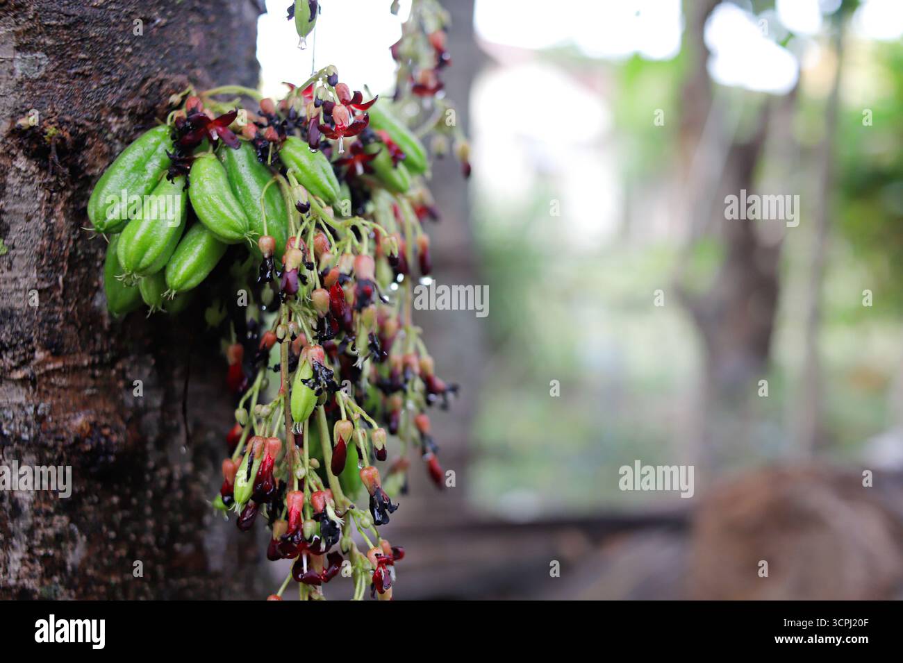 Averrhoa bilimbi, communément appelé bilimbi, arbre de concombre, ou l'arbre d'oseille. Banque D'Images