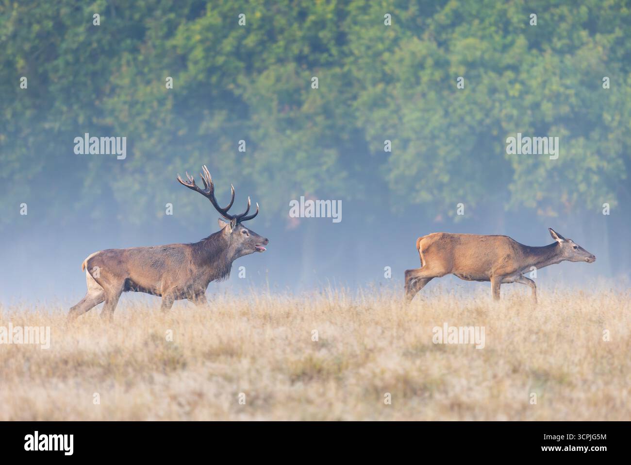 Cerf rouge (Cervus elaphus) cerf avec de gros bois dans les prairies vérifiant l'arrière / femelle dans la chaleur en feuilletant la langue pendant l'ornière en automne / automne Banque D'Images