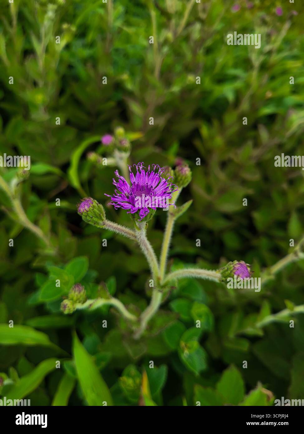 Fleur sonki bleue - Image de stock capturée avec un smartphone