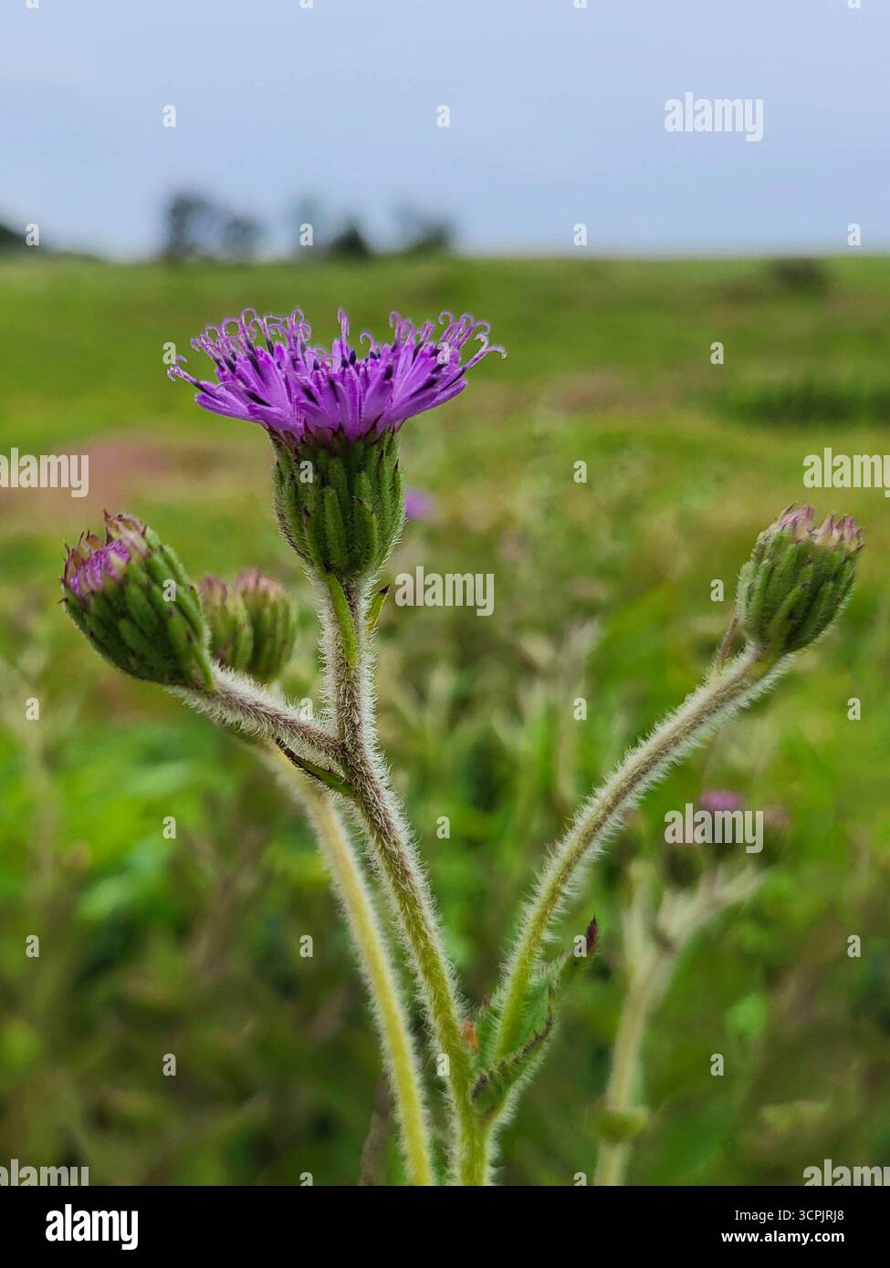 Fleur sonki bleue - Image de stock capturée avec un smartphone