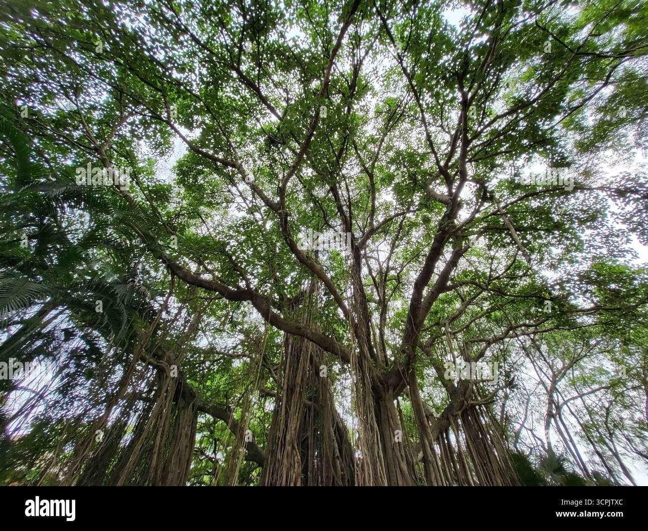 Banyan Tree (Ficus benghalensis) dans les villages indiens - Image de stock capturée avec un smartphone