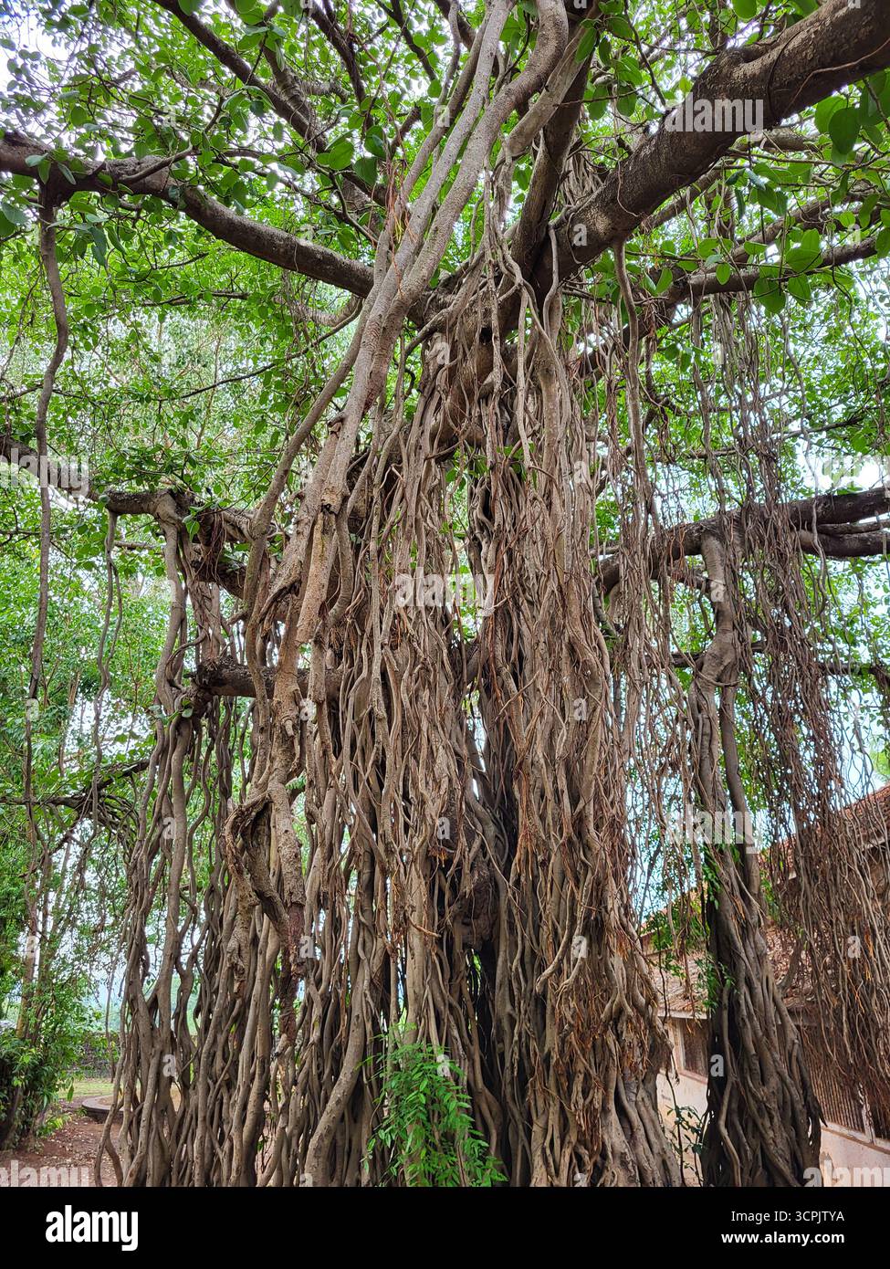 Banyan Tree (Ficus benghalensis) dans les villages indiens - Image de stock capturée avec un smartphone