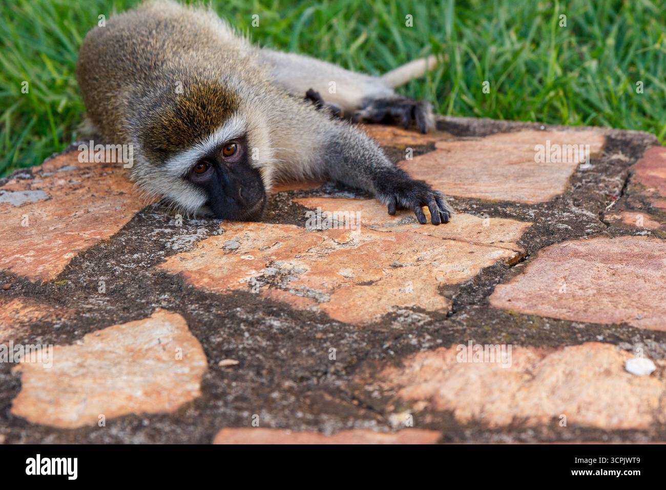 Un singe vervet (Chlorocebus pygerythrus) dans l'herbe d'un complexe de Jinja, Ouganda. Banque D'Images