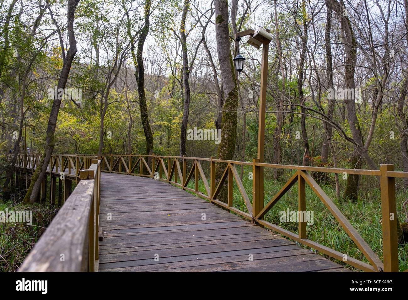 Sentier en bois dans une forêt luxuriante avec de grands arbres et un feuillage vert, idéal pour la promenade de la nature. Passerelle et parc vert dense Banque D'Images