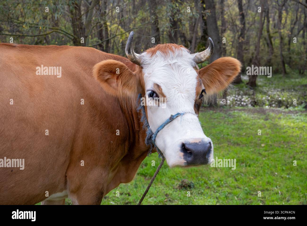 La vache brune dans le champ regarde dans la caméra. Une vache attachée avec une corde paissait sur l'herbe dans la forêt Banque D'Images