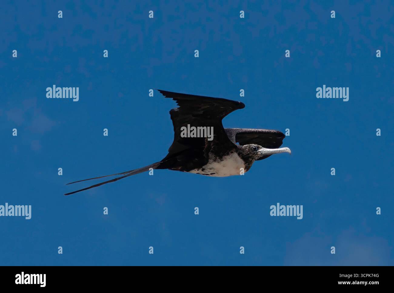 Vue d'un magnifique frigatebird planant avec ses ailes angulaires contre le ciel Azur vif, un contraste saisissant de lumière et d'ombre, Cap May, New Jers Banque D'Images
