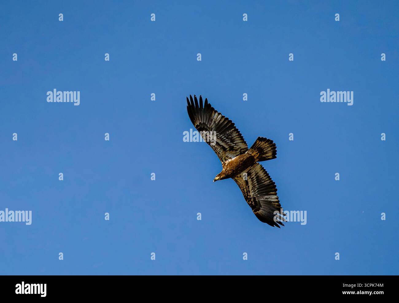La vue d'un aigle majestueux s'élève avec des ailes déployées sur la vaste toile bleue vibrante du ciel, symbole de la liberté à Cape May, New Jersey, U. Banque D'Images