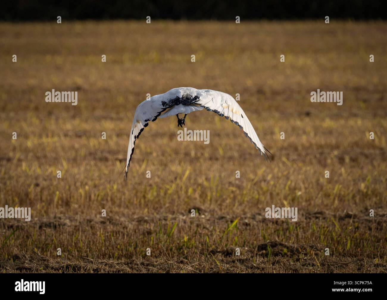 Vue d’un majestueux oiseau blanc planant gracieusement sur le champ doré, ses ailes s’étendent largement sur fond d’horizon, Cap May, New Jerse Banque D'Images