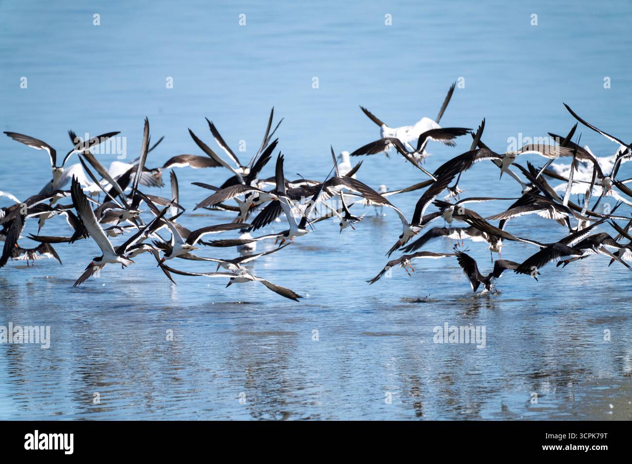 Vue d'une vague d'écumeurs noirs envolez-vous du bord de l'eau scintillante dans une danse d'ailes sombres et de ventres blancs, Cape May, New Jersey, unité Banque D'Images