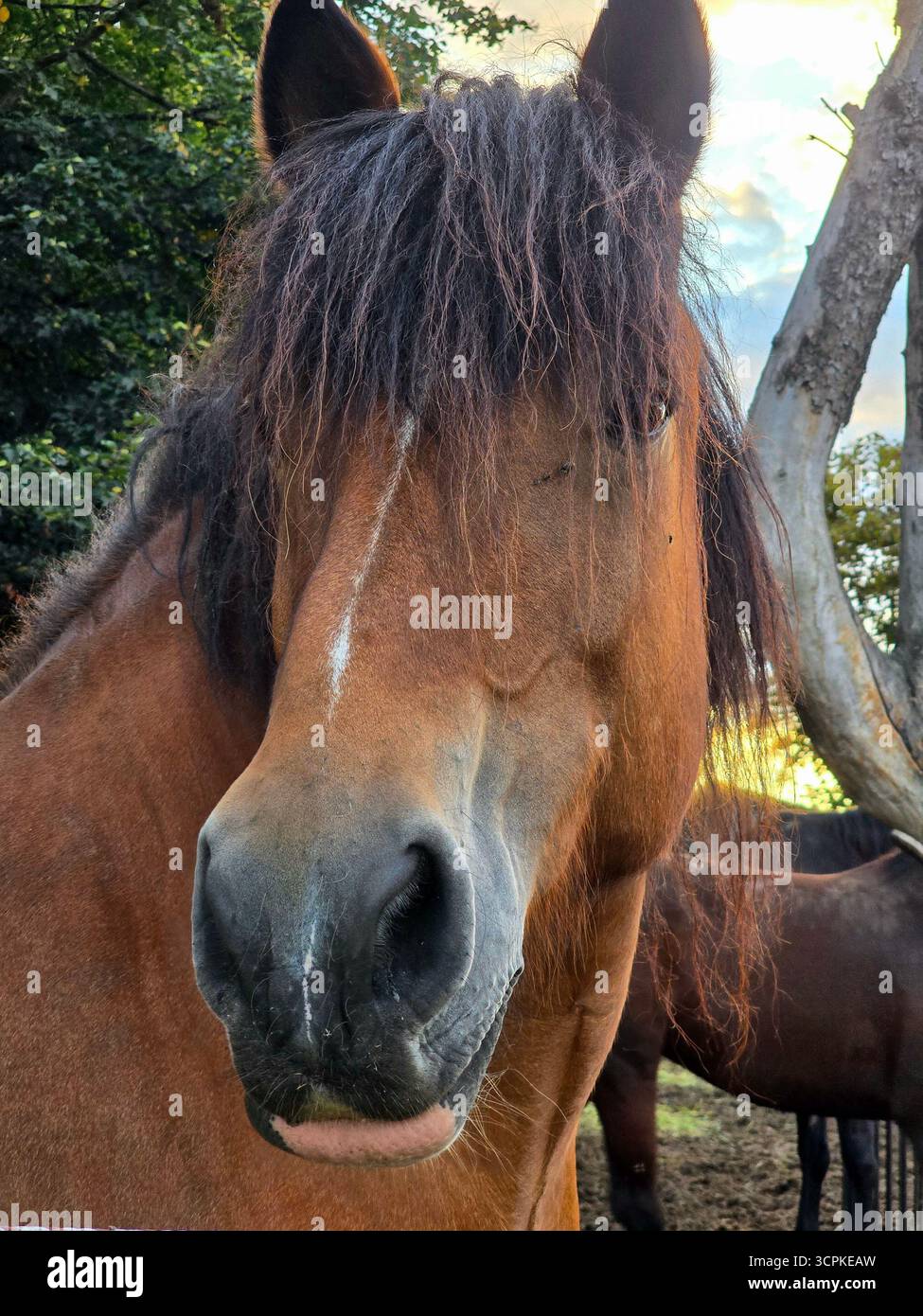 Portrait vertical en gros plan d'un grand cheval brun avec une crinière sombre et déchiquetée et un flambeau blanc, debout à l'extérieur près d'un tronc d'arbre. - Image de stock capturée avec un smartphone