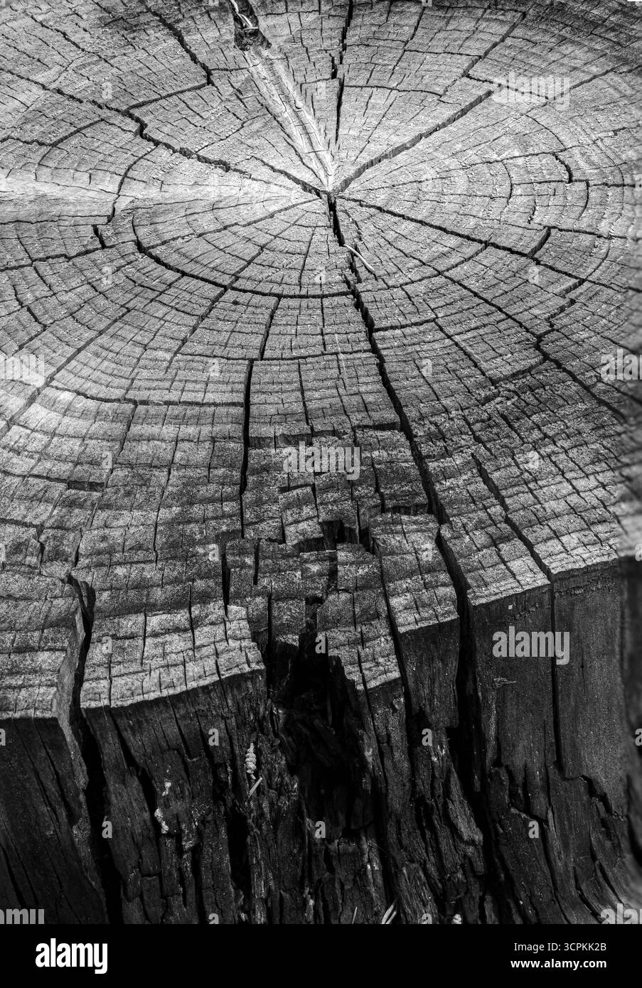 Détails de fissure de souche, desséché, gros plan Banque D'Images