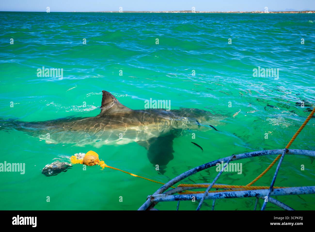 Un grand requin blanc nage près d'une cage de requins dans l'océan, probablement dans le cadre d'une expérience de plongée en cage de requins pour les touristes. Banque D'Images