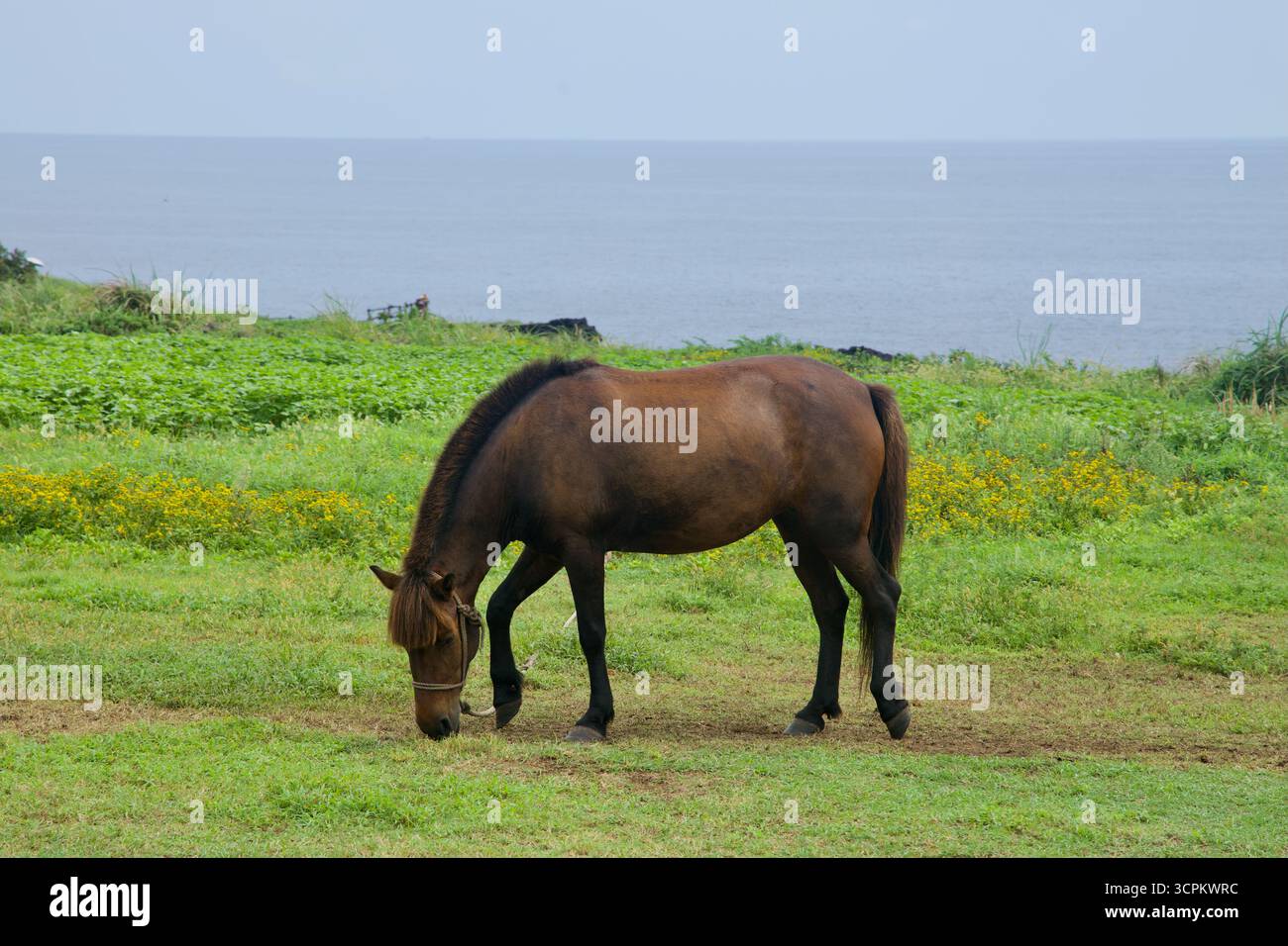 Un poney Jeju pèle tranquillement au-dessus du rivage à Sopjikoji, encadré par des fleurs sauvages jaunes et des plantes côtières, avec l'océan qui s'étend au-delà de la basse altitude Banque D'Images