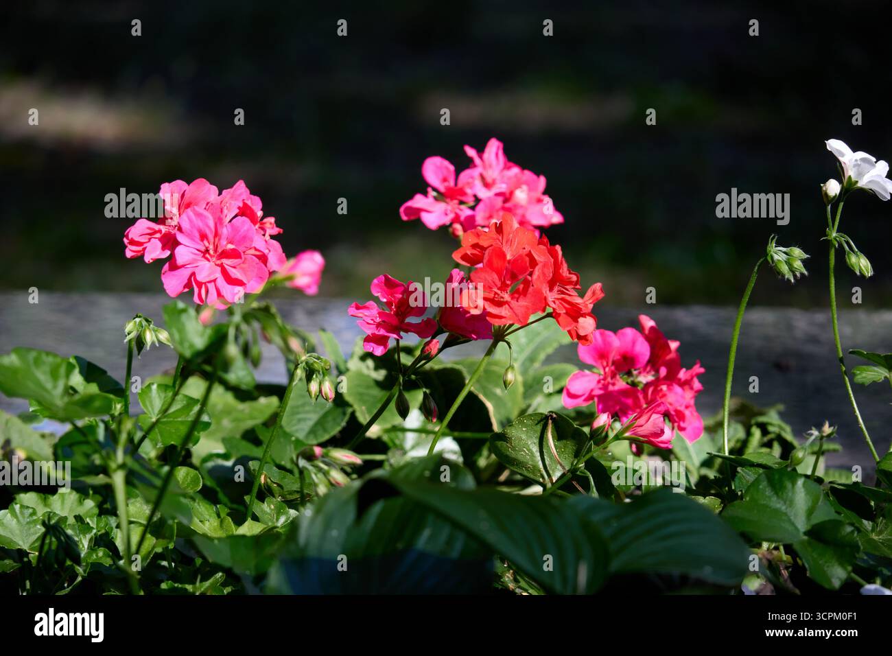 Gros plan de fleurs de Géranium vibrantes avec des feuilles vertes et un fond en bois, été dans le jardin Banque D'Images