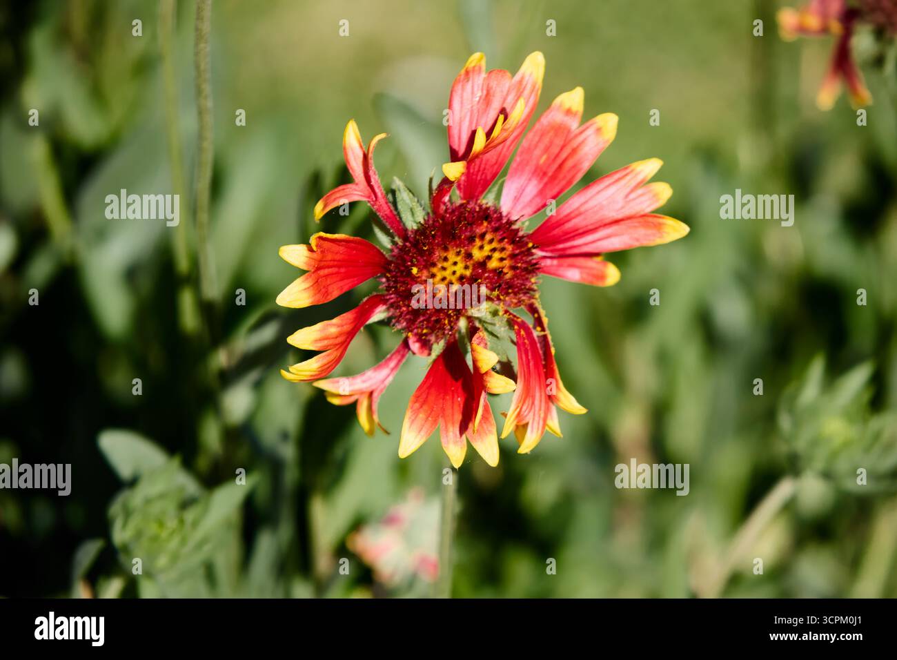 Fleur de Gaillardia en pleine floraison, arborant des pétales rouges frappants avec des pointes jaunes vives dans un jardin naturel Banque D'Images