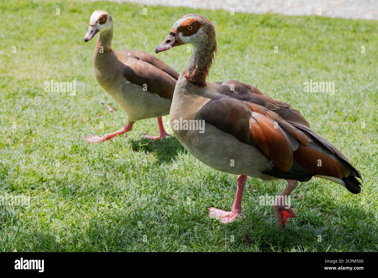 Deux oies égyptiennes marchant sur l'herbe Banque D'Images