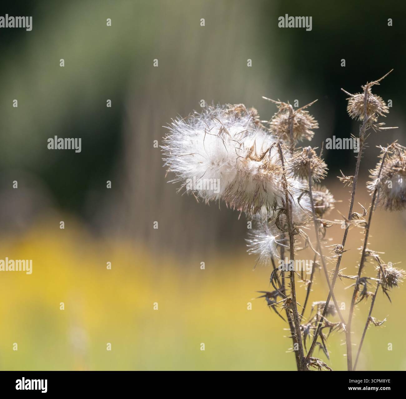Fleurs sauvages séchées en septembre, prêtes pour la dispersion des graines Banque D'Images