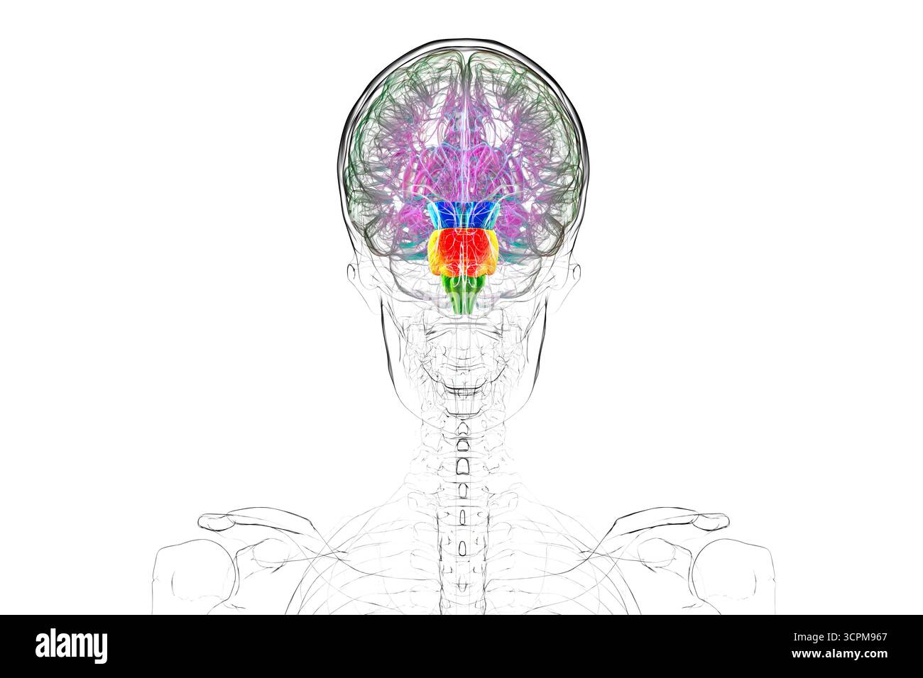 Tronc cérébral mis en évidence dans le cerveau humain : mésencéphale en bleu, pons en orange et medulla oblongata en vert, illustration. Banque D'Images