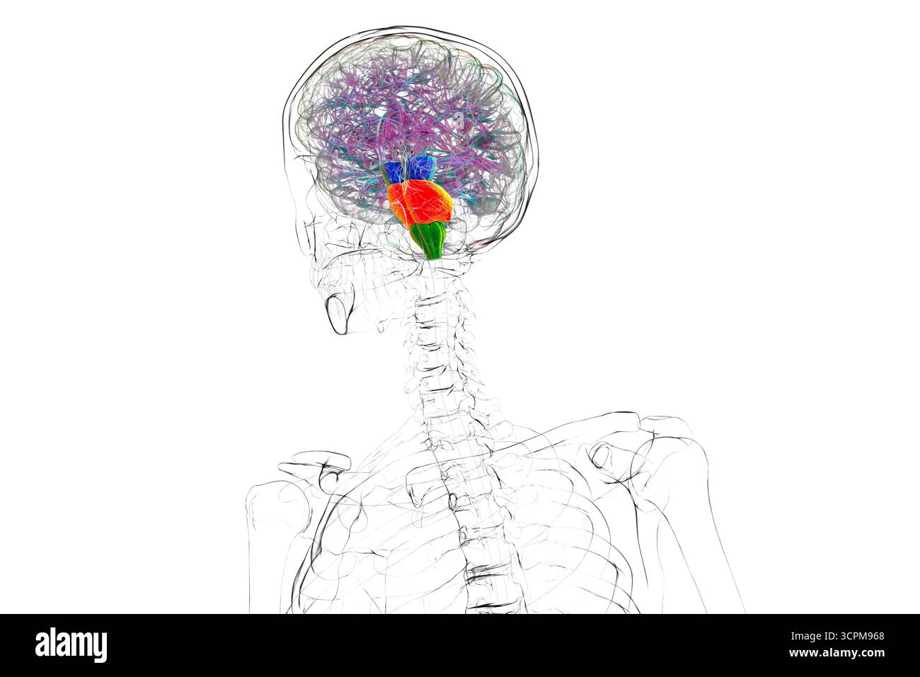 Tronc cérébral mis en évidence dans le cerveau humain : mésencéphale en bleu, pons en orange et medulla oblongata en vert, illustration. Banque D'Images