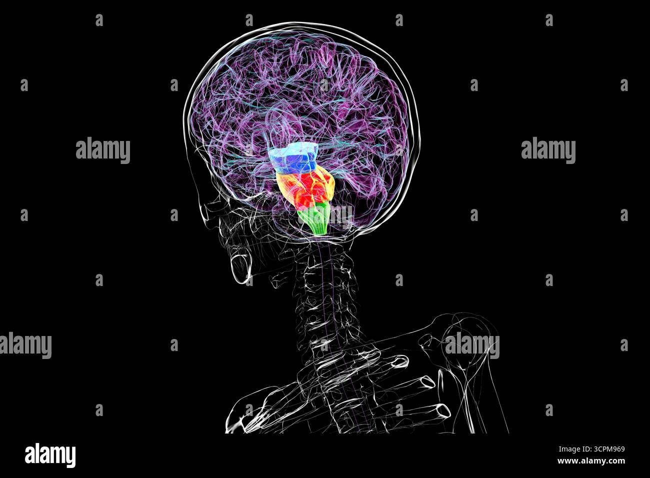 Tronc cérébral mis en évidence dans le cerveau humain : mésencéphale en bleu, pons en orange et medulla oblongata en vert, illustration. Banque D'Images