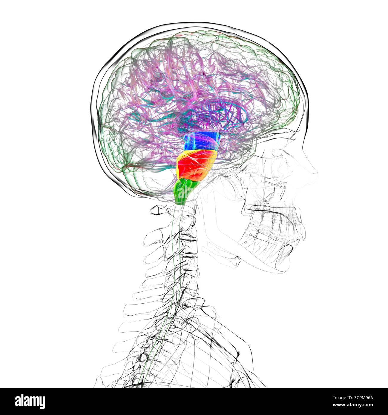 Tronc cérébral mis en évidence dans le cerveau humain : mésencéphale en bleu, pons en orange et medulla oblongata en vert, illustration. Banque D'Images