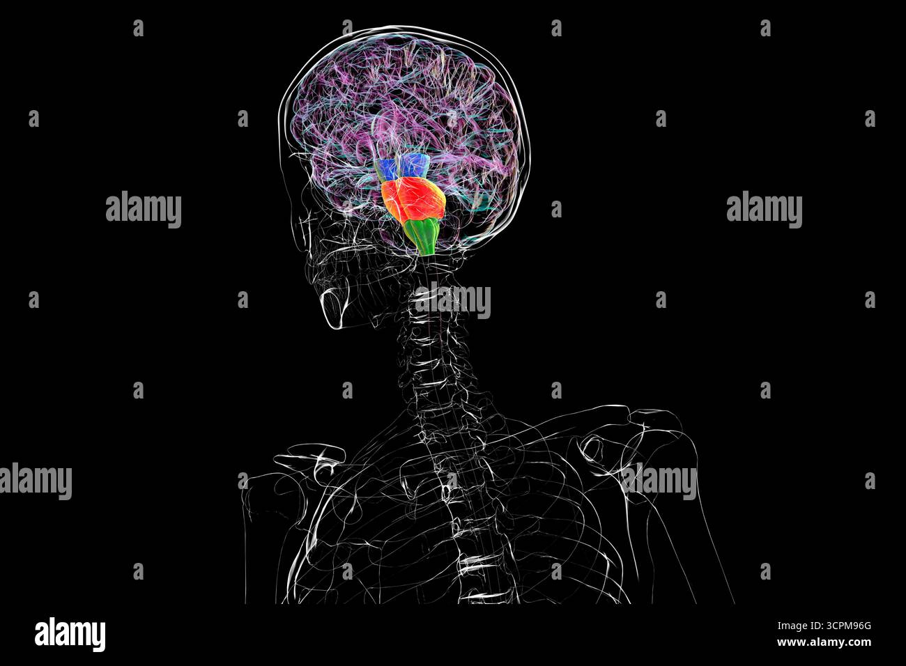 Tronc cérébral mis en évidence dans le cerveau humain : mésencéphale en bleu, pons en orange et medulla oblongata en vert, illustration. Banque D'Images