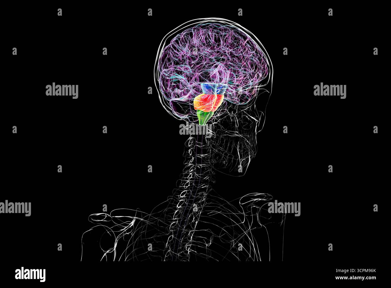 Tronc cérébral mis en évidence dans le cerveau humain : mésencéphale en bleu, pons en orange et medulla oblongata en vert, illustration. Banque D'Images