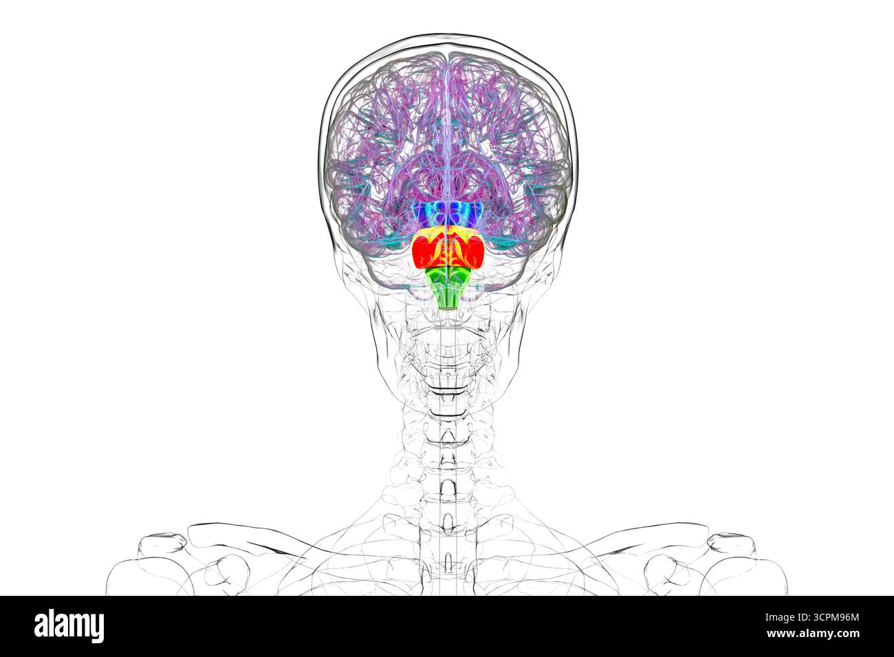 Tronc cérébral mis en évidence dans le cerveau humain : mésencéphale en bleu, pons en orange et medulla oblongata en vert, illustration. Banque D'Images