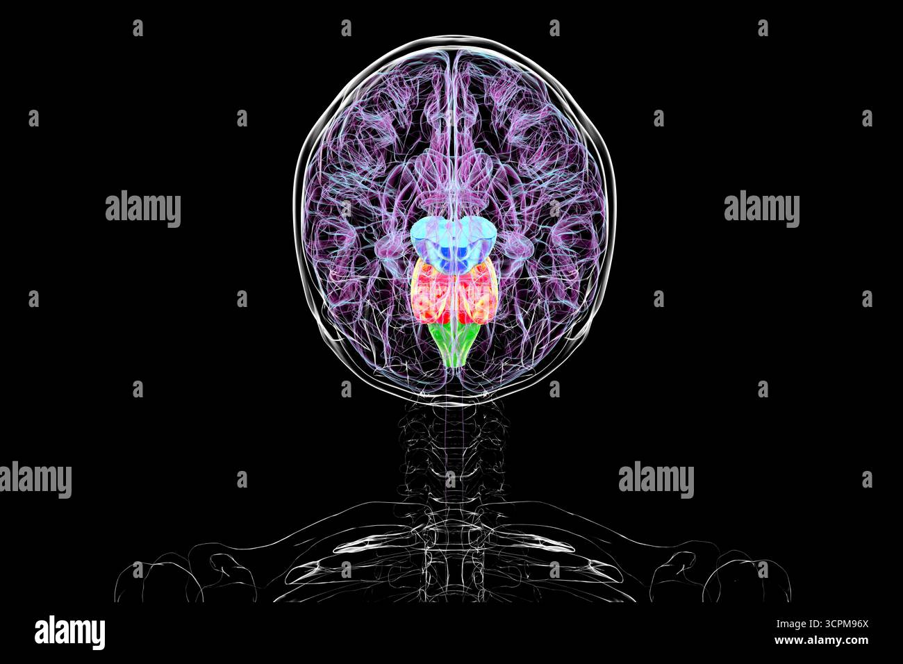 Tronc cérébral mis en évidence dans le cerveau humain : mésencéphale en bleu, pons en orange et medulla oblongata en vert, illustration. Vue de dessus. Banque D'Images