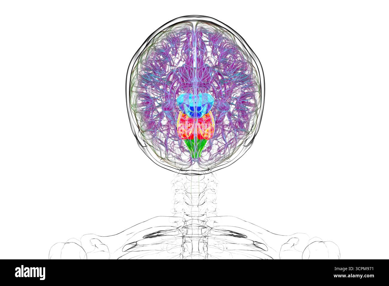 Tronc cérébral mis en évidence dans le cerveau humain : mésencéphale en bleu, pons en orange et medulla oblongata en vert, illustration. Banque D'Images