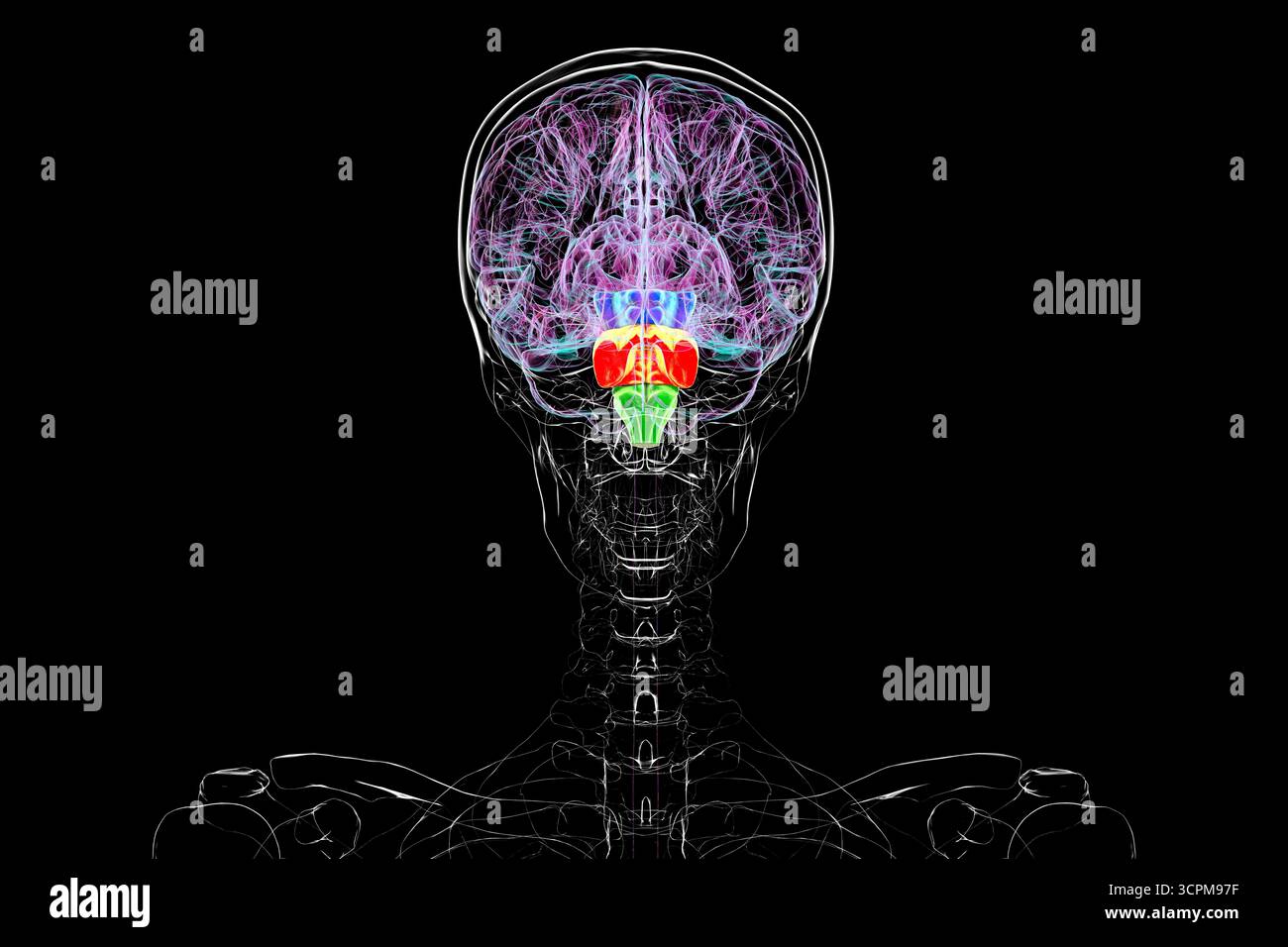 Tronc cérébral mis en évidence dans le cerveau humain : mésencéphale en bleu, pons en orange et medulla oblongata en vert, illustration. Vue arrière. Banque D'Images