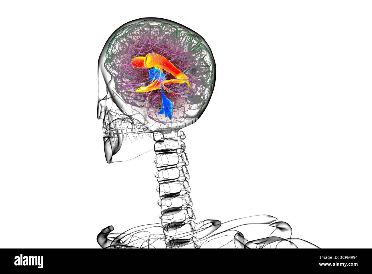 Les ventricules cérébraux latéraux, les plus grandes cavités appariées dans le cerveau, responsables de la production et de la circulation du liquide céphalorachidien, illustration. Banque D'Images