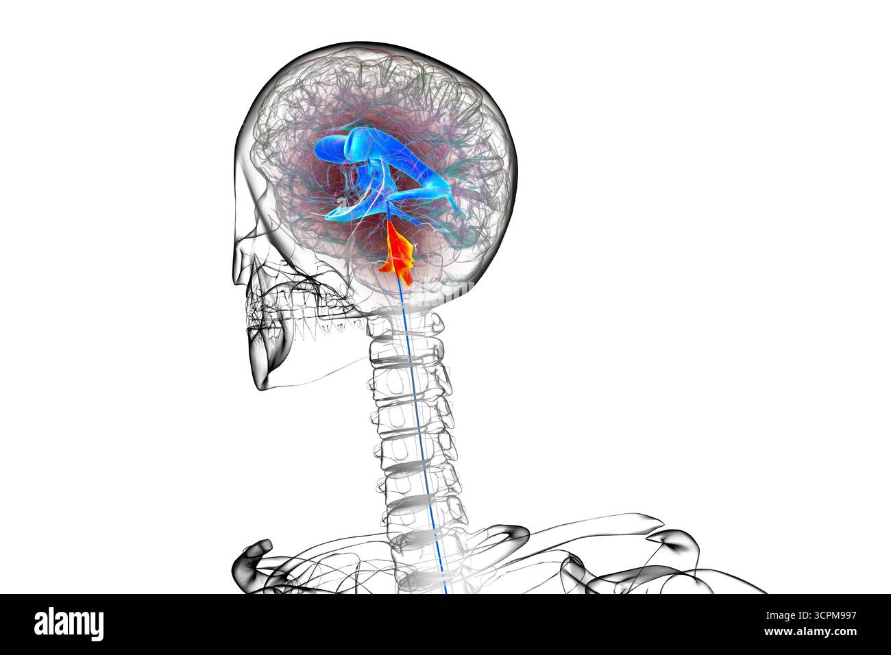 Quatrième ventricule du cerveau humain, illustration mettant en évidence la cavité entre le tronc cérébral et le cervelet, partie du système ventriculaire impliqué dans le cerveau Banque D'Images
