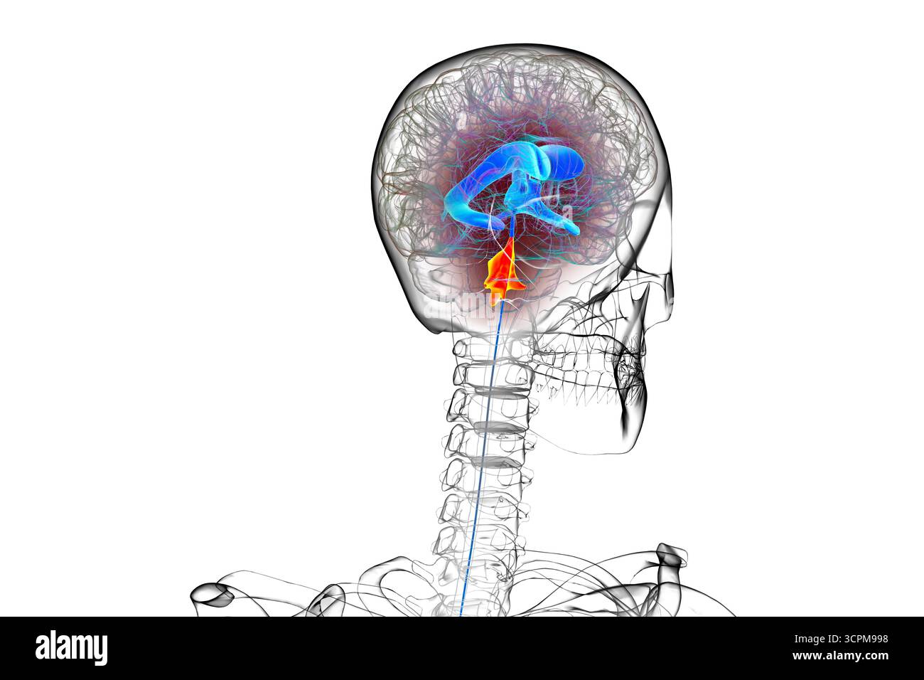 Quatrième ventricule du cerveau humain, illustration mettant en évidence la cavité entre le tronc cérébral et le cervelet, partie du système ventriculaire impliqué dans le cerveau Banque D'Images