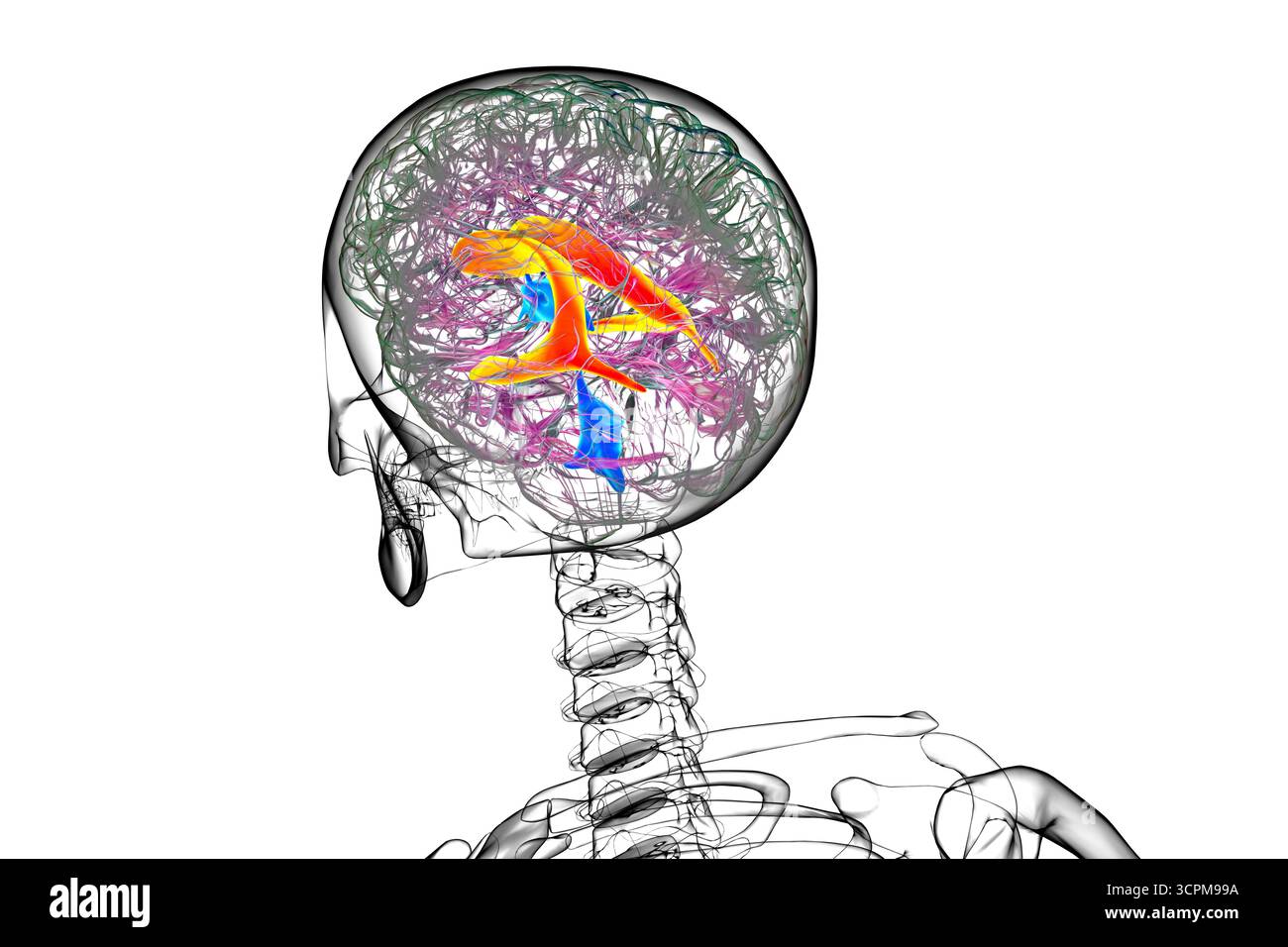 Les ventricules cérébraux latéraux, les plus grandes cavités appariées dans le cerveau, responsables de la production et de la circulation du liquide céphalorachidien, illustration. Banque D'Images