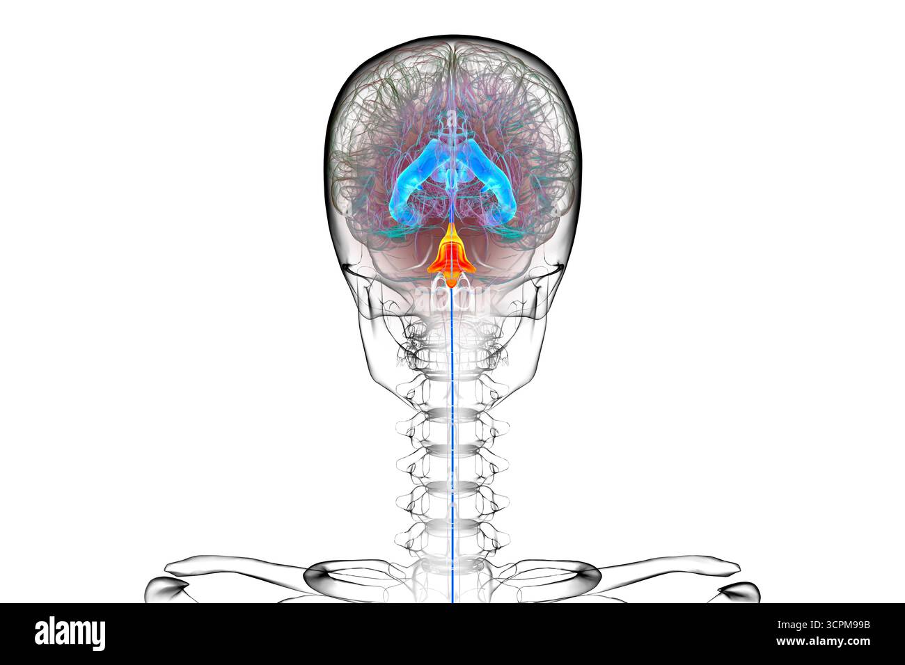 Quatrième ventricule du cerveau humain, illustration mettant en évidence la cavité entre le tronc cérébral et le cervelet, partie du système ventriculaire impliqué dans le cerveau Banque D'Images