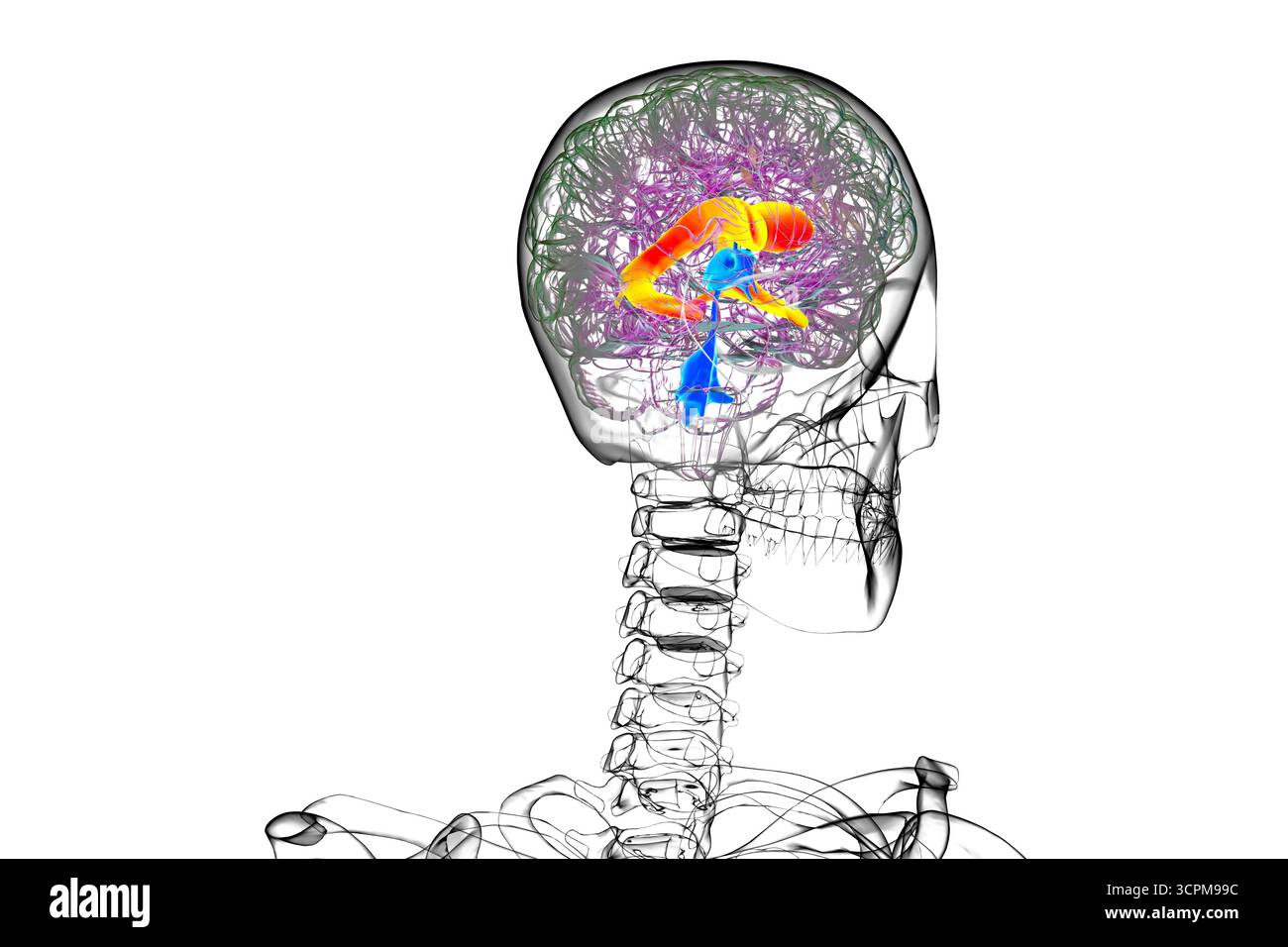 Les ventricules cérébraux latéraux, les plus grandes cavités appariées dans le cerveau, responsables de la production et de la circulation du liquide céphalorachidien, illustration. Banque D'Images