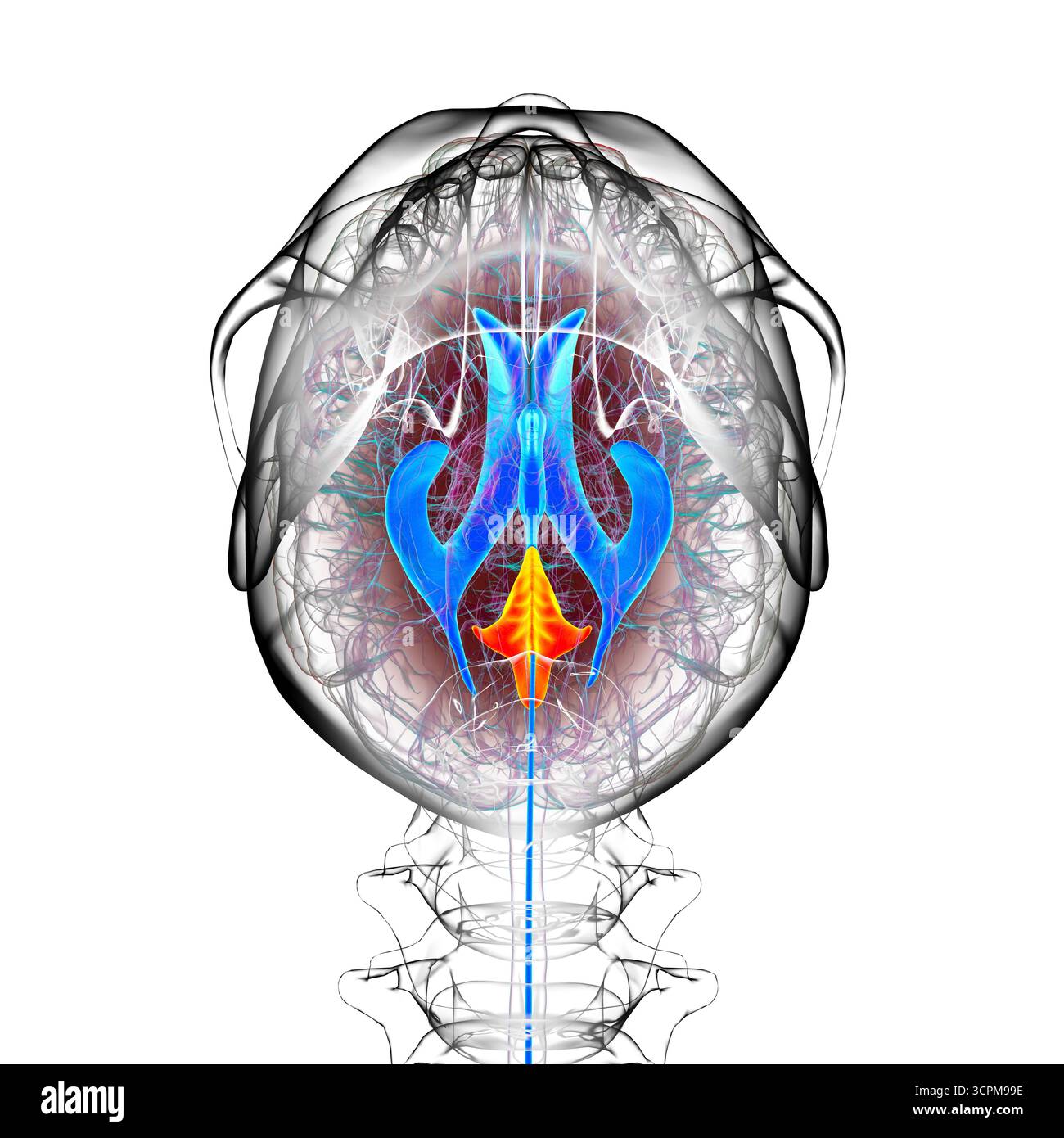 Quatrième ventricule du cerveau humain, illustration mettant en évidence la cavité entre le tronc cérébral et le cervelet, partie du système ventriculaire impliqué dans le cerveau Banque D'Images