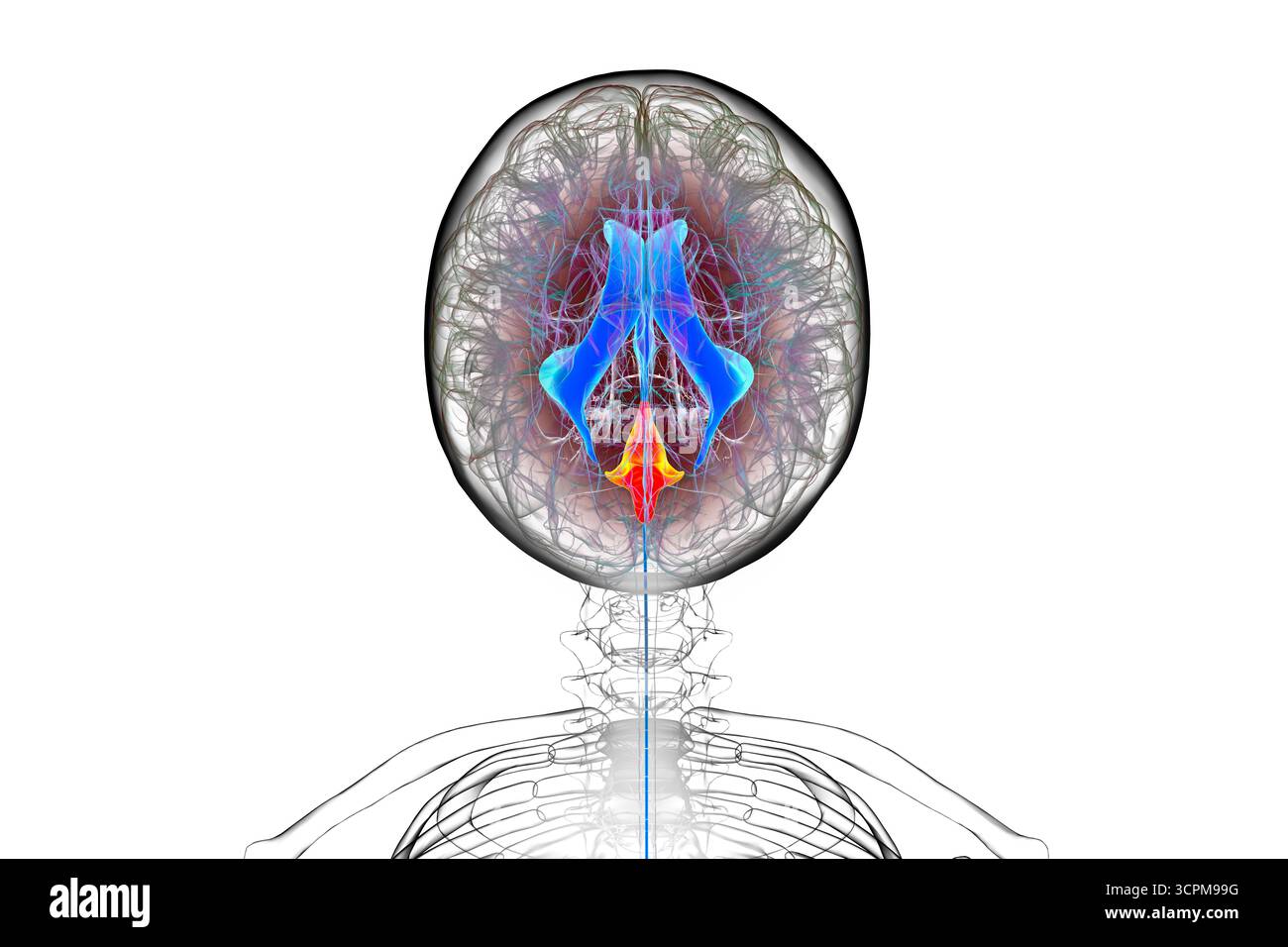 Quatrième ventricule du cerveau humain, illustration mettant en évidence la cavité entre le tronc cérébral et le cervelet, partie du système ventriculaire impliqué dans le cerveau Banque D'Images