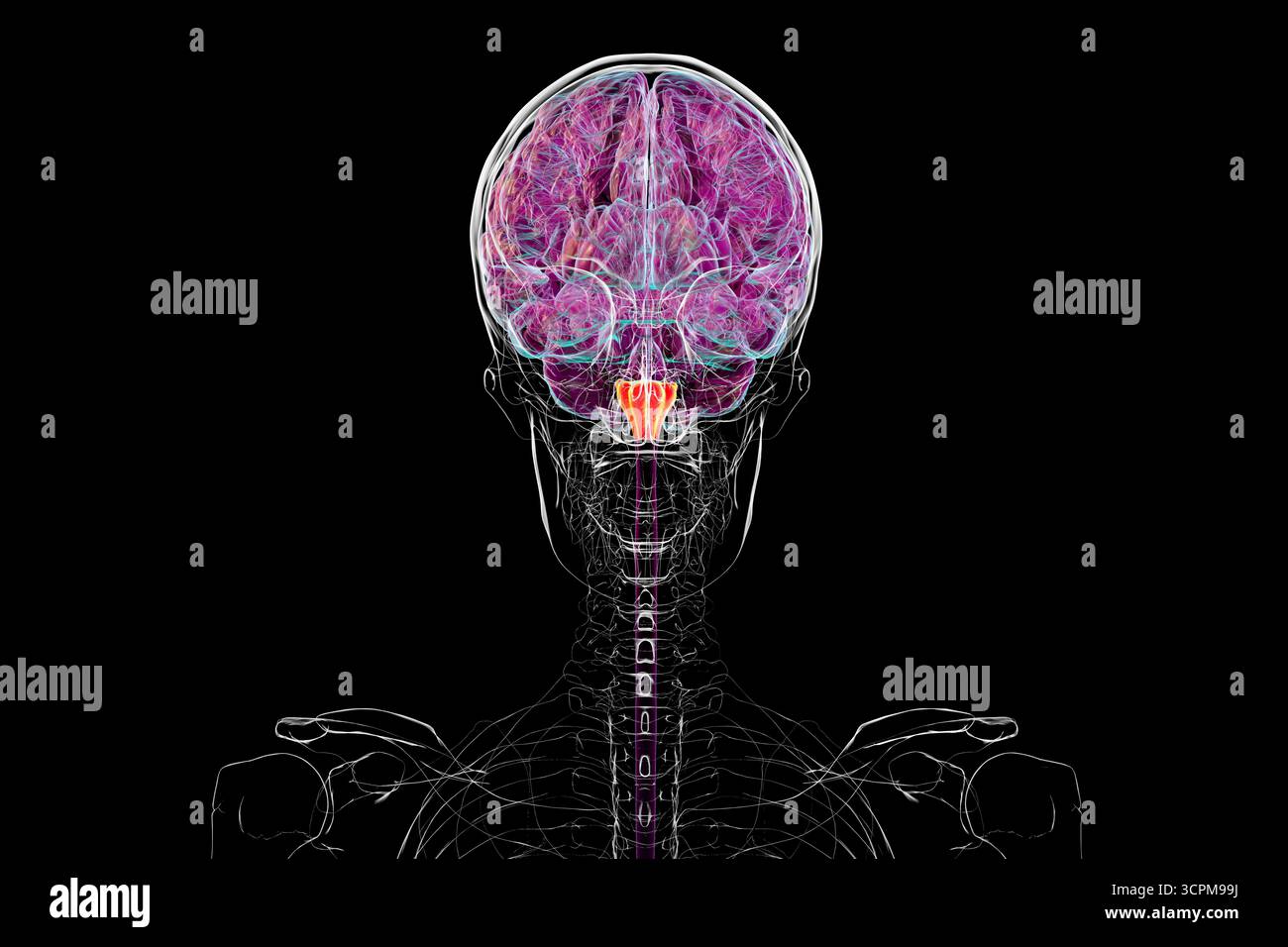 Medulla oblongata mis en évidence dans le cerveau humain, illustration. Cela contrôle la respiration, le rythme cardiaque et d'autres fonctions vitales du système autonome. Banque D'Images