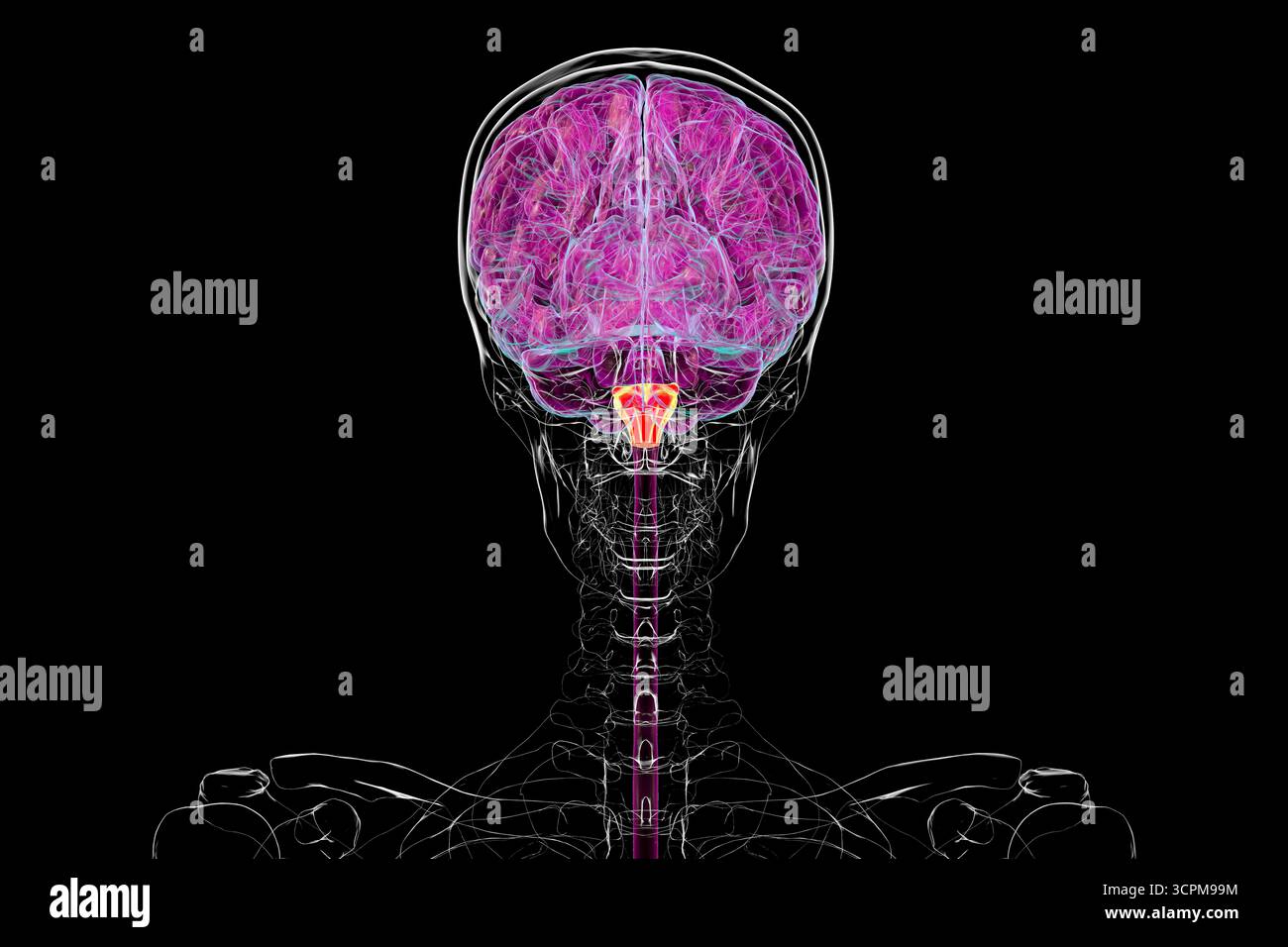 Medulla oblongata mis en évidence dans le cerveau humain, illustration. Cela contrôle la respiration, le rythme cardiaque et d'autres fonctions vitales du système autonome. Banque D'Images