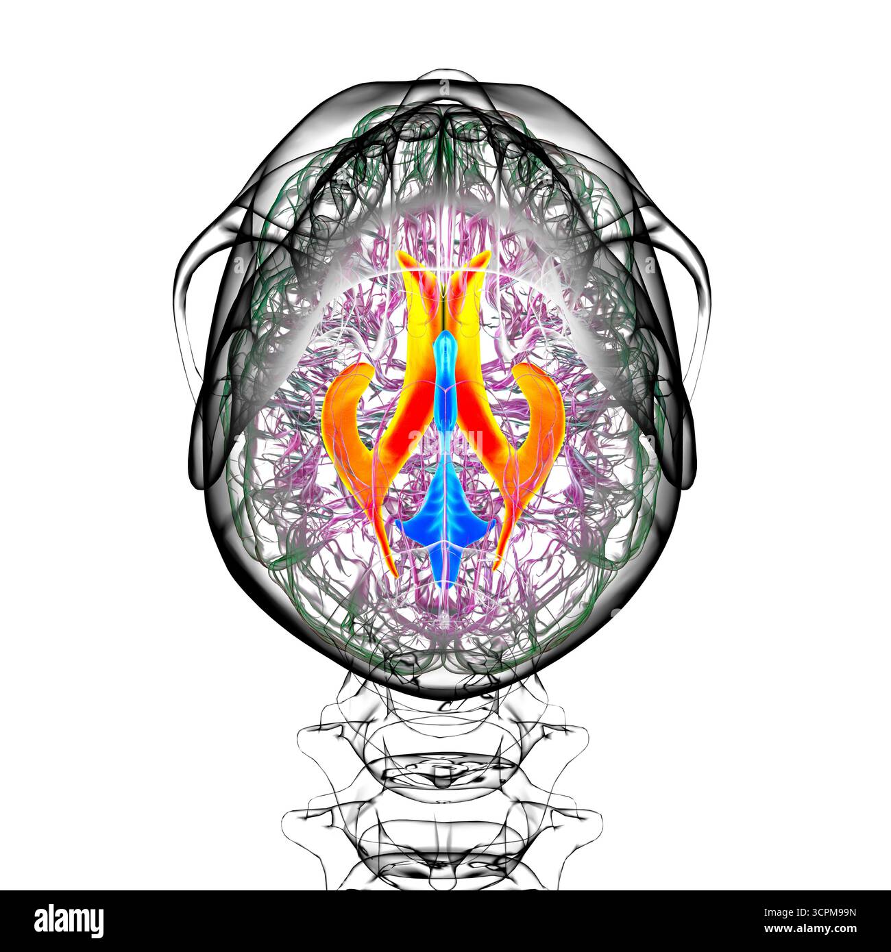 Les ventricules cérébraux latéraux, les plus grandes cavités appariées dans le cerveau, responsables de la production et de la circulation du liquide céphalorachidien, illustration. Banque D'Images