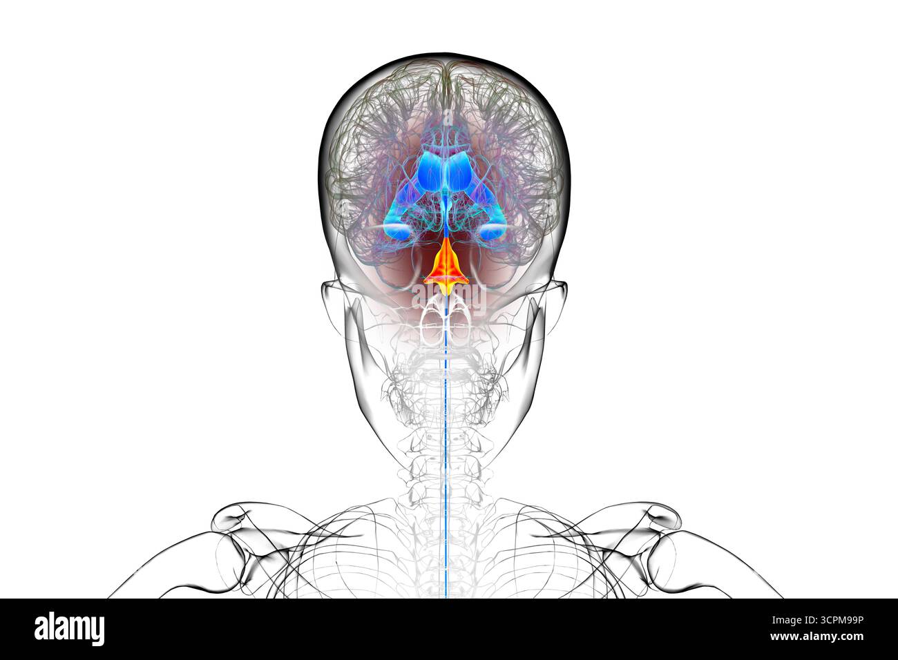 Quatrième ventricule du cerveau humain, illustration mettant en évidence la cavité entre le tronc cérébral et le cervelet, partie du système ventriculaire impliqué dans le cerveau Banque D'Images