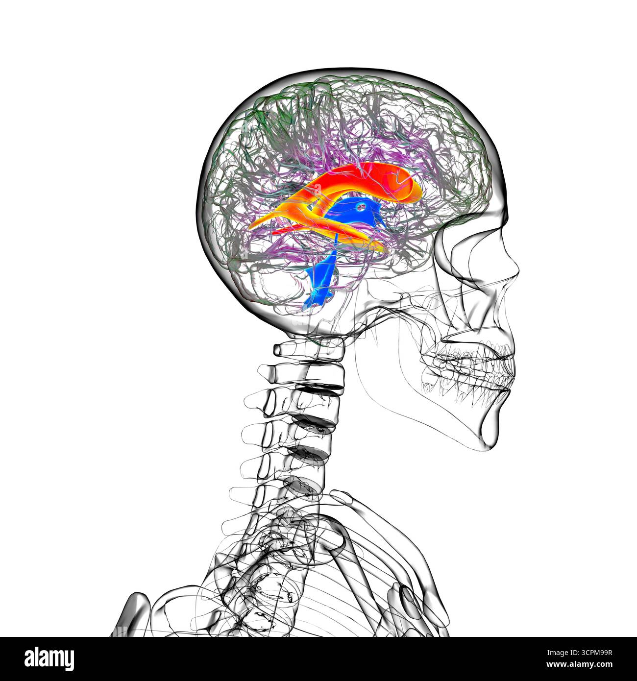 Les ventricules cérébraux latéraux, les plus grandes cavités appariées dans le cerveau, responsables de la production et de la circulation du liquide céphalorachidien, illustration. Banque D'Images