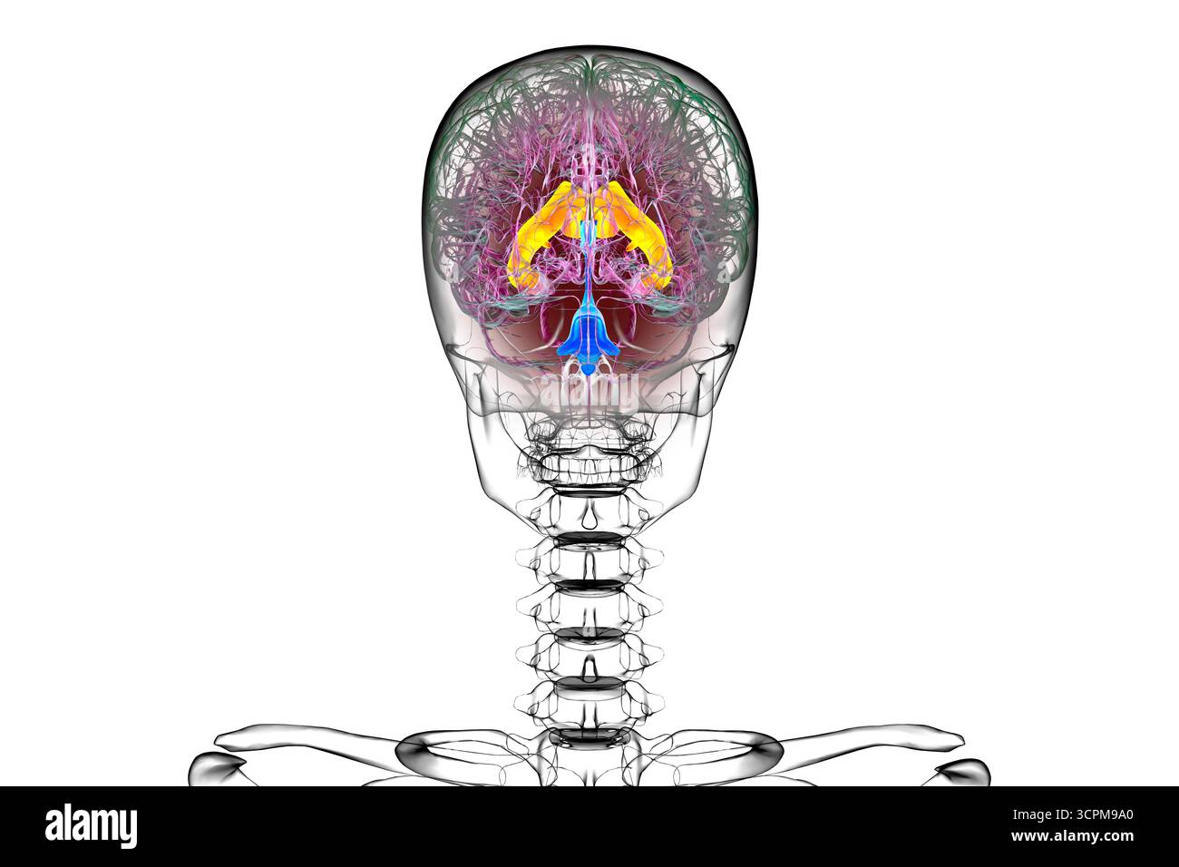 Les ventricules cérébraux latéraux, les plus grandes cavités appariées dans le cerveau, responsables de la production et de la circulation du liquide céphalorachidien, illustration. Banque D'Images